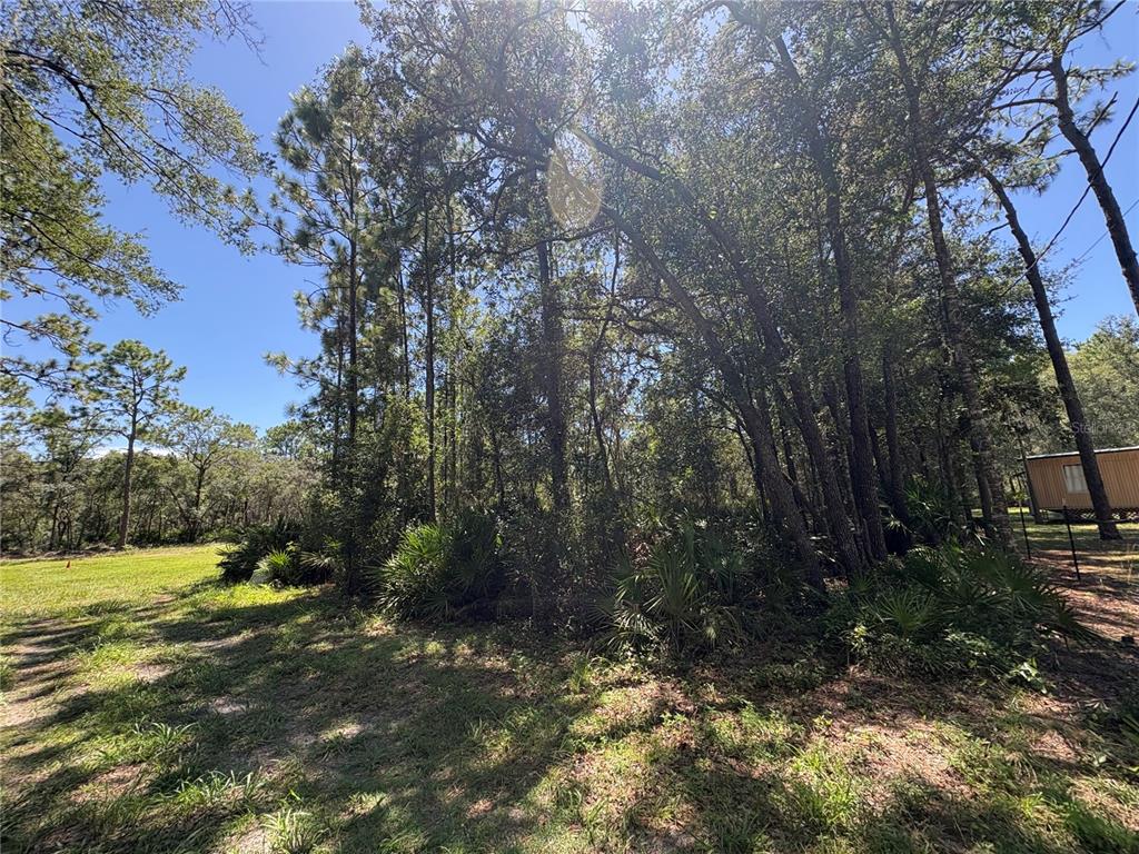 A grassy clearing sits adjacent to a dense wooded area with tall pine trees — 394 N FLORENE POINT, CRYSTAL RIVER, FL