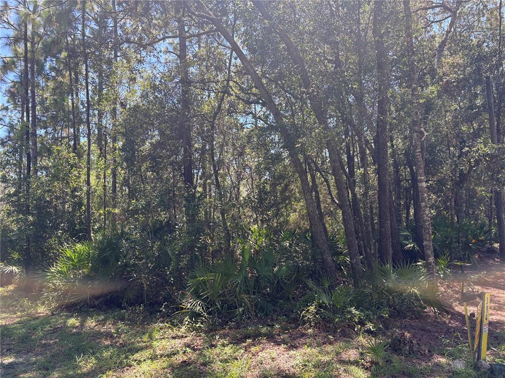 A dense wooded lot features tall pine trees and low-lying saw palmetto bushes — 394 N FLORENE POINT, CRYSTAL RIVER, FL