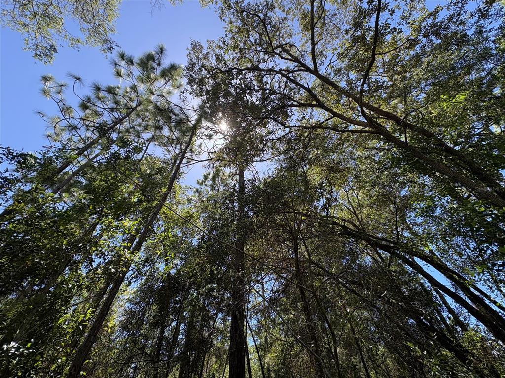 A low-angle view looking up through a dense canopy of pine and oak trees — 394 N FLORENE POINT, CRYSTAL RIVER, FL