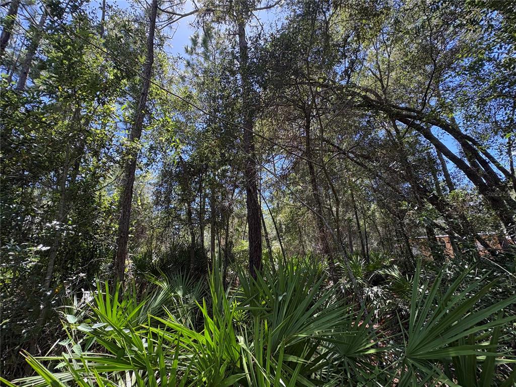 A dense, wooded lot features tall pine trees and thick palmetto undergrowth under a blue sky — 394 N FLORENE POINT, CRYSTAL RIVER, FL