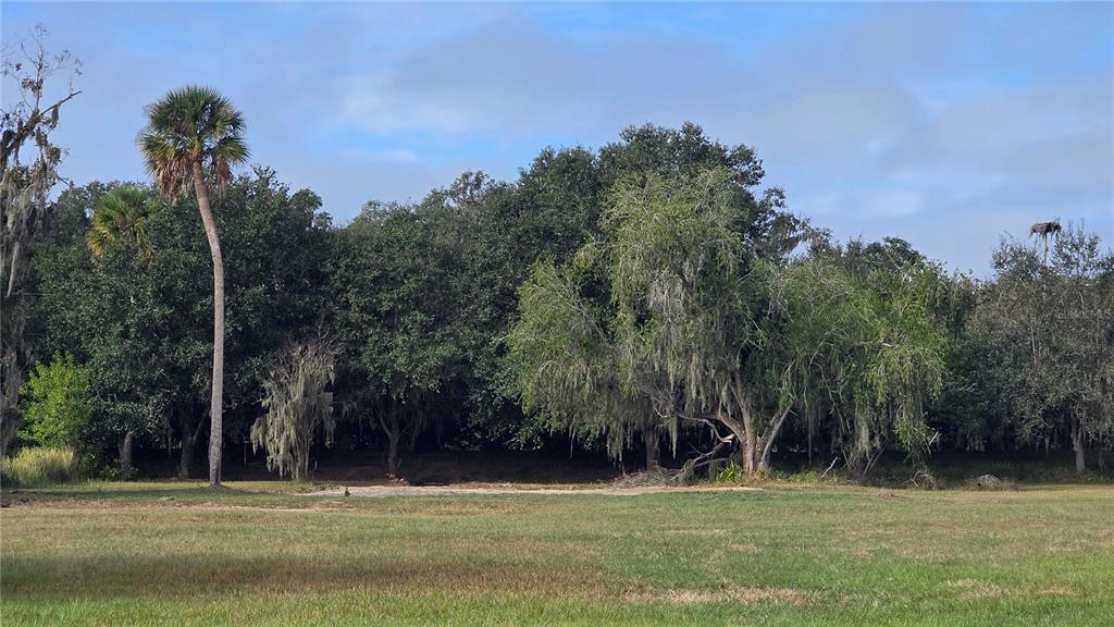 A grassy field sits in front of a dense line of trees under a blue sky — 15311 FISHHAWK HEIGHTS RUN, LITHIA, FL