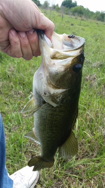 A person holds a largemouth bass by its mouth over a grassy field — 15311 FISHHAWK HEIGHTS RUN, LITHIA, FL