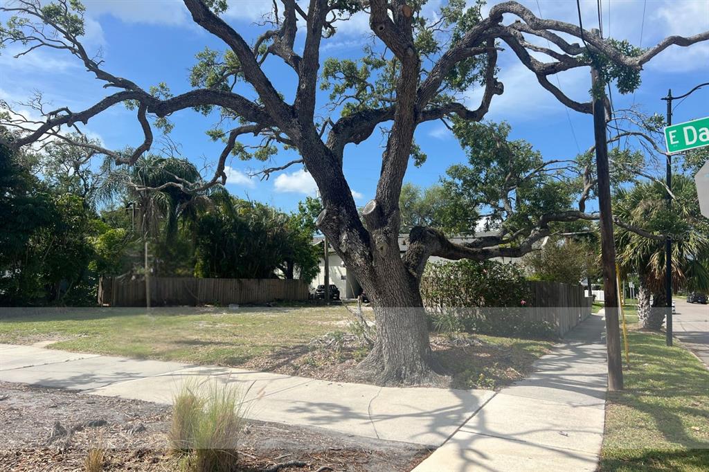 A large, mature oak tree stands on a grassy corner lot next to a sidewalk — 404 E DAVIS BOULEVARD, TAMPA, FL