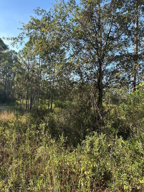 123 RD LANE, BRONSON, FL — photo 2 of 5