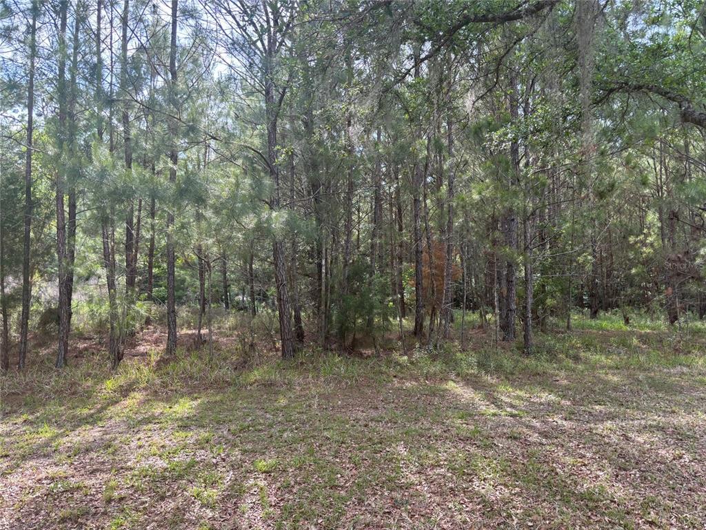 A view of a grassy clearing leading into a dense, wooded forest area — 6038 NW 90TH STREET, GAINESVILLE, FL