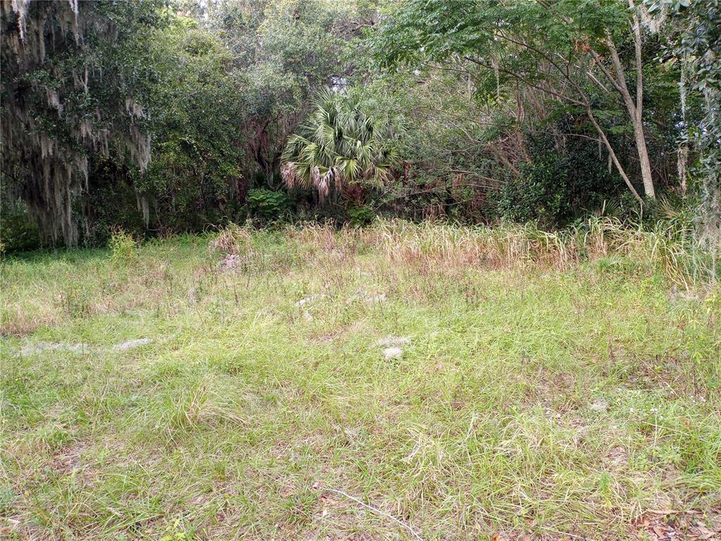 A grassy, overgrown vacant lot is bordered by dense trees and a palm tree — CARVER STREET, MIMS, FL