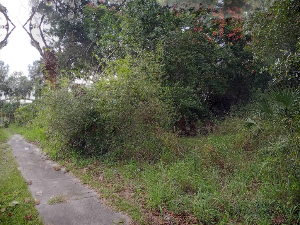A concrete sidewalk runs alongside a densely wooded, overgrown vacant lot with mature trees — CARVER STREET, MIMS, FL