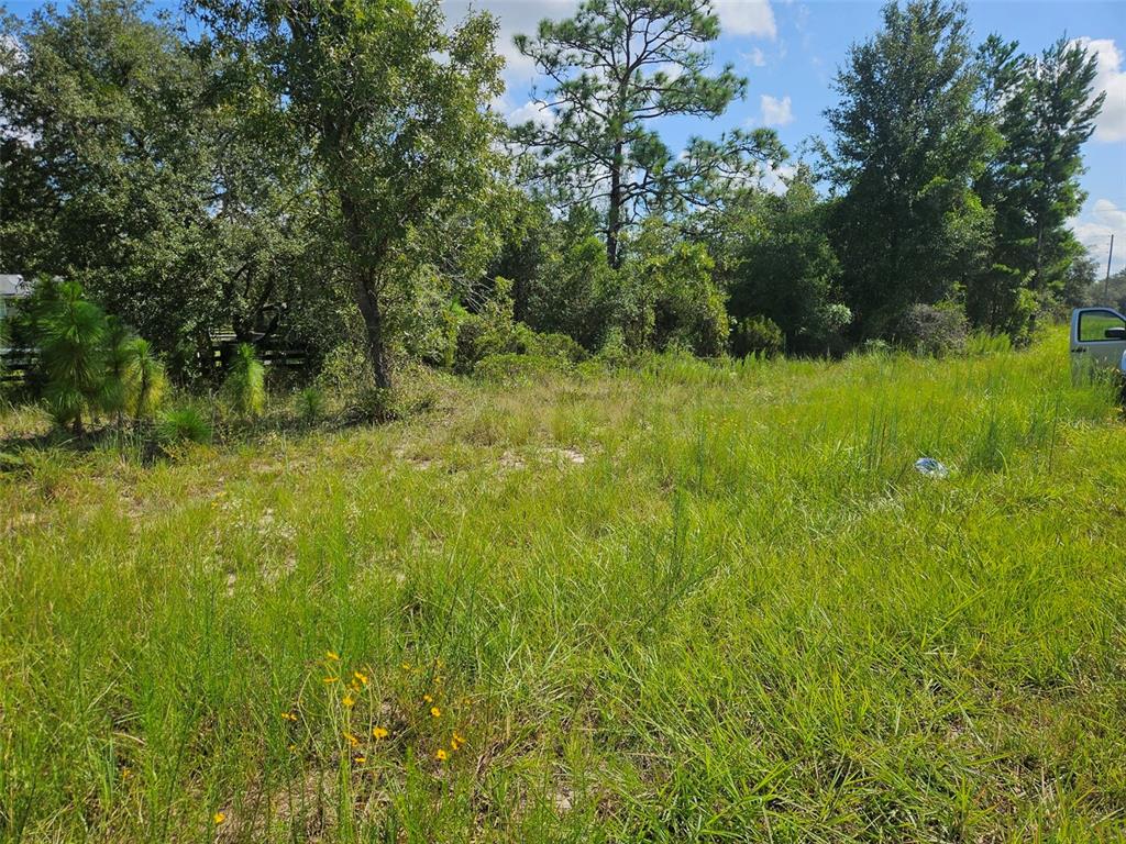 A grassy, undeveloped lot features scattered trees and shrubs under a blue sky — 0000 NE 60TH STREET, BRONSON, FL