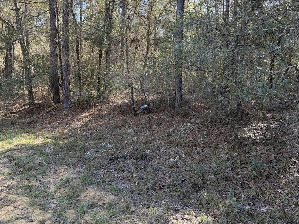 A wooded lot features a dirt path leading into a forest with scattered white rocks — SE 7TH AVENUE, INTERLACHEN, FL