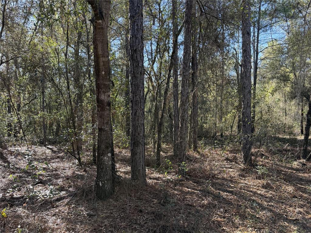 A wooded area featuring several tall pine trees and a ground covered in pine needles — SE 7TH AVENUE, INTERLACHEN, FL