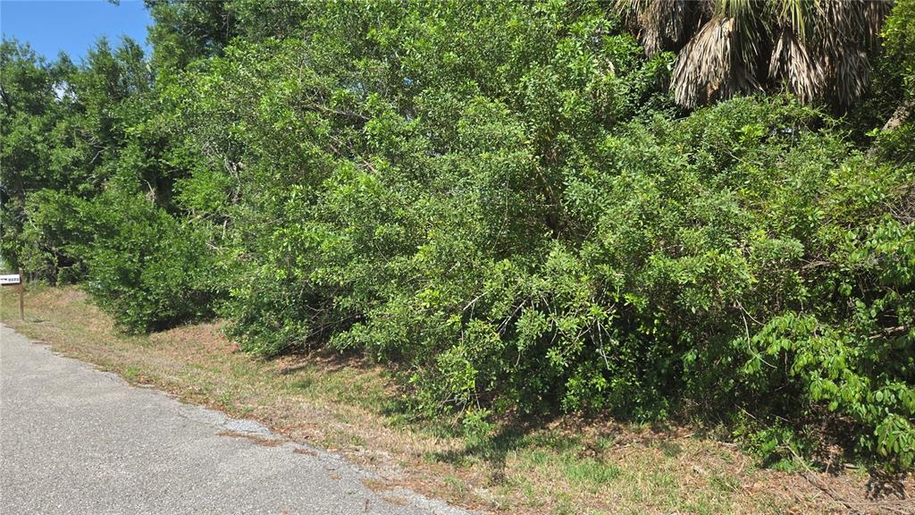 A paved road runs alongside a dense, overgrown lot filled with trees and shrubs — ROLLA ROAD, VENICE, FL