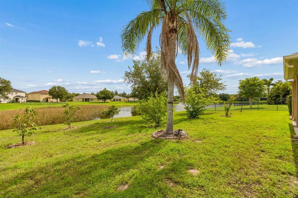 A backyard with a palm tree, green lawn, and a pond view behind a fence — 5406 SANDY SHELL DRIVE, APOLLO BEACH, FL