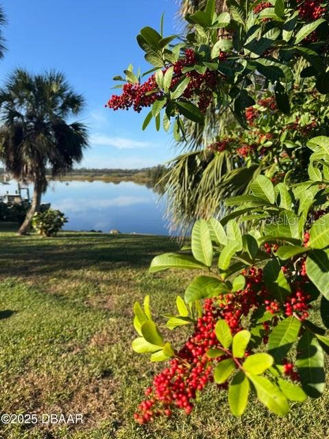 A view of a lake and palm tree framed by a bush with red berries — 3780 JOHN ANDERSON DRIVE, ORMOND BEACH, FL