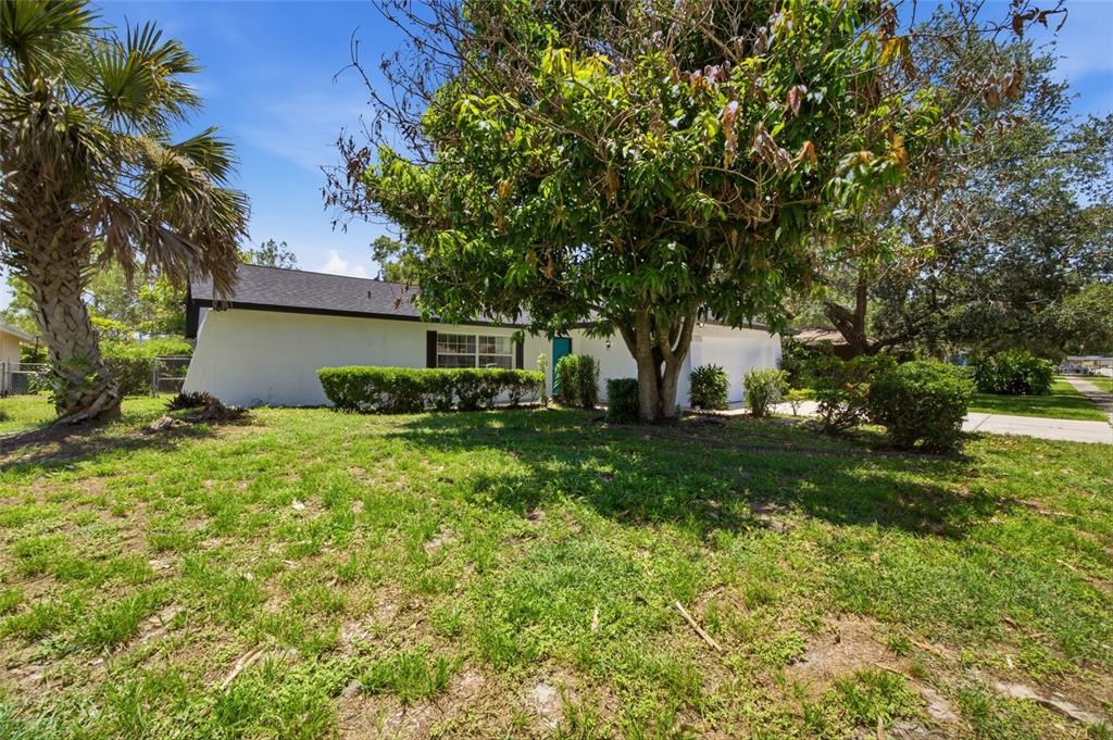 A single-story white house with a dark roof is partially obscured by a large tree — 13510 CAPITOL DRIVE, TAMPA, FL