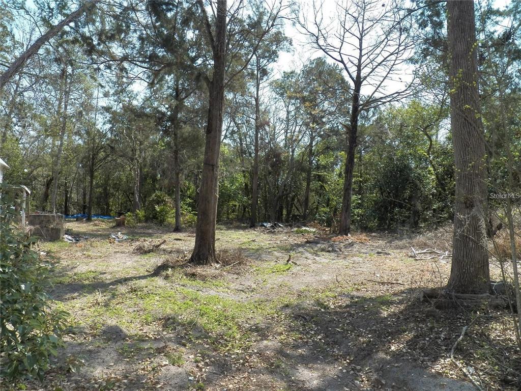 A wooded lot with scattered debris and several tall trees under a clear sky — 15730 GIFFORD LANE, SPRING HILL, FL
