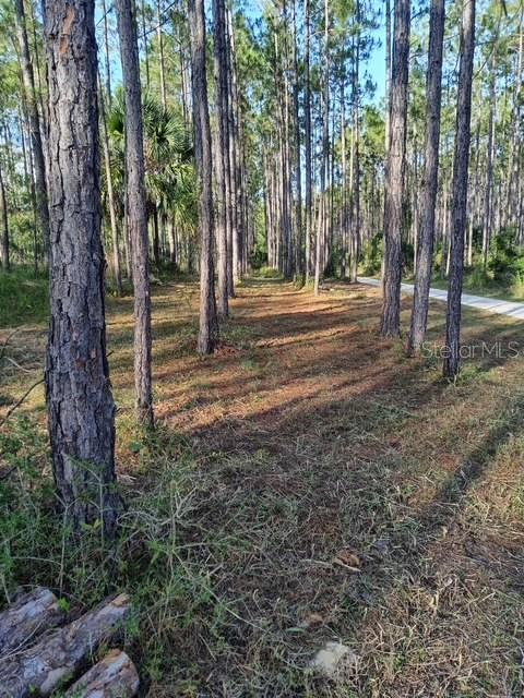 A wooded lot features tall pine trees and a dirt path under a clear blue sky — 540 SW 326TH AVENUE, STEINHATCHEE, FL