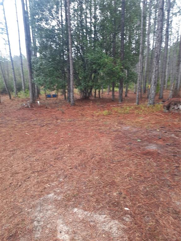 A wooded lot covered in pine needles with tall trees and a small blue structure — 540 SW 326TH AVENUE, STEINHATCHEE, FL