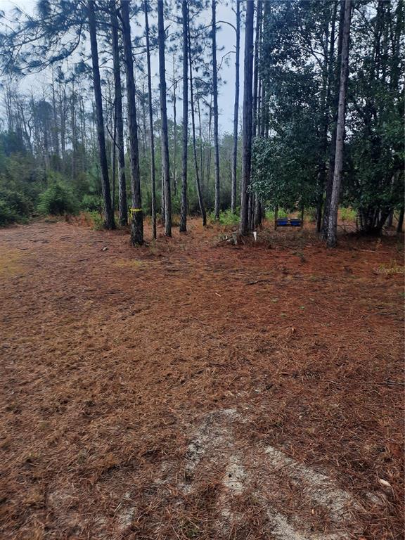 A wooded lot covered in pine needles with several tall pine trees and a small bench — 540 SW 326TH AVENUE, STEINHATCHEE, FL
