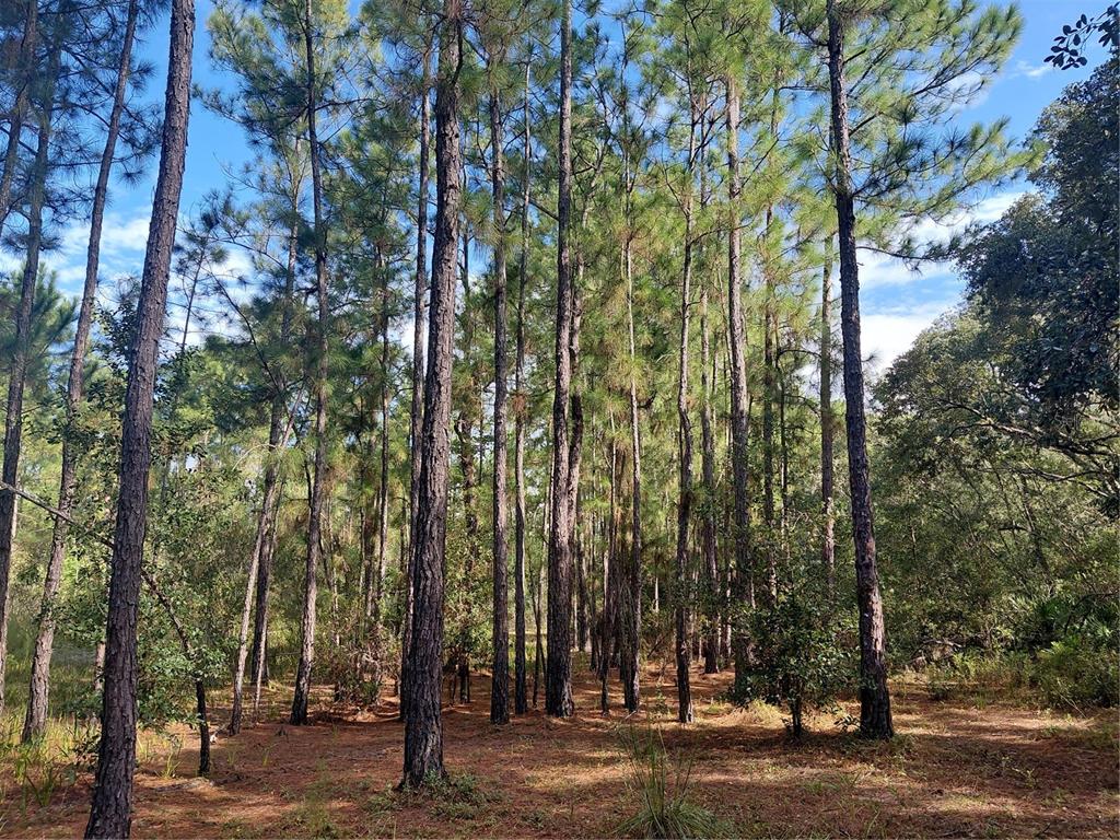 GRINDSTONE DRIVE, WEBSTER, FL — photo 5 of 19