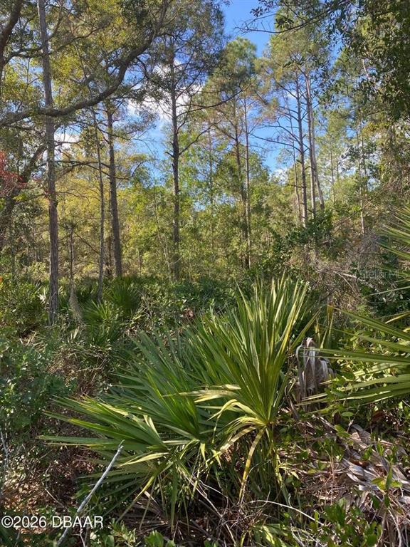 A wooded lot features tall pine trees and dense palmetto bushes under a blue sky — 820 OLD BUBBLY ROAD, PIERSON, FL