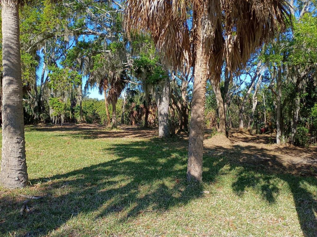 A grassy yard with several palm trees and mature trees under a clear blue sky — 145TH LANE, LARGO, FL
