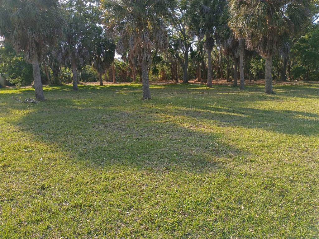 A grassy, open lot features several tall palm trees under a bright, sunny sky — 145TH LANE, LARGO, FL
