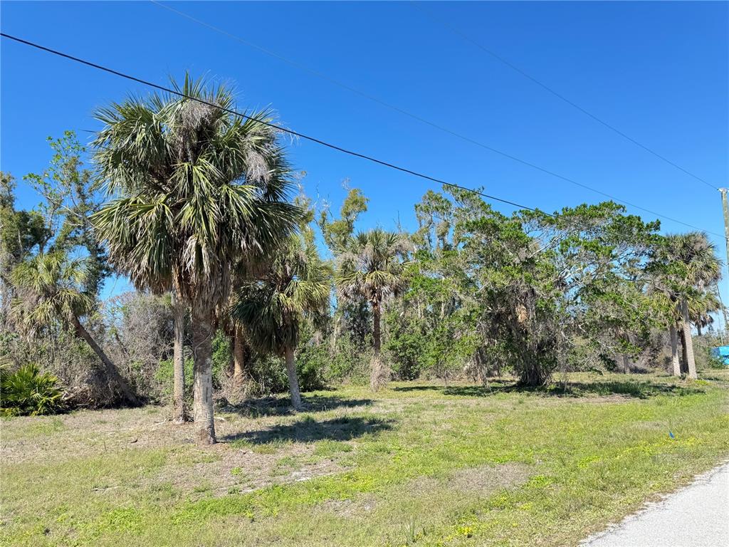 A grassy lot features several palm trees and dense vegetation under a clear blue sky — 50 COBIA DRIVE, PLACIDA, FL