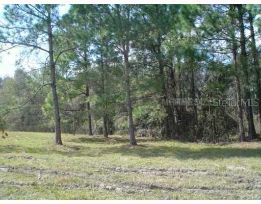 A grassy field leads to a dense line of pine trees under a bright sky — SANIBEL, ZEPHYRHILLS, FL