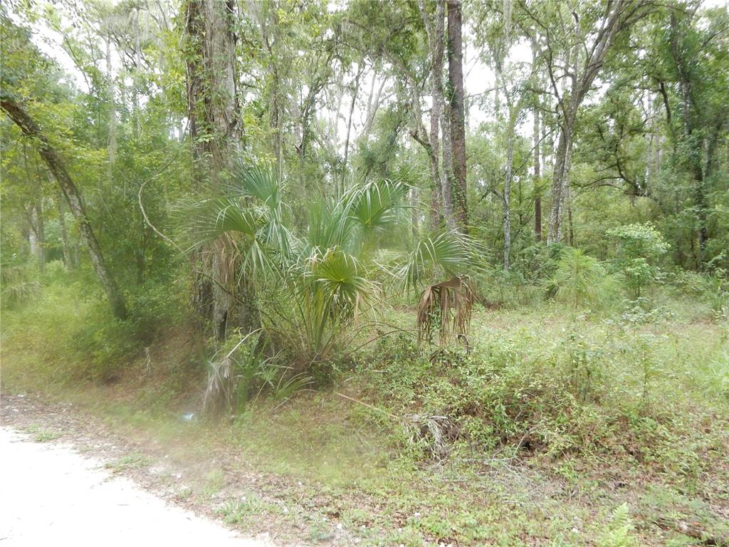 A dirt road runs alongside a wooded lot with dense trees and palmetto bushes — CENTRAL AVENUE, ZEPHYRHILLS, FL