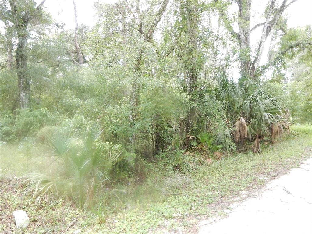 A wooded lot with dense trees, palmettos, and brush bordering a paved road — CENTRAL AVENUE, ZEPHYRHILLS, FL