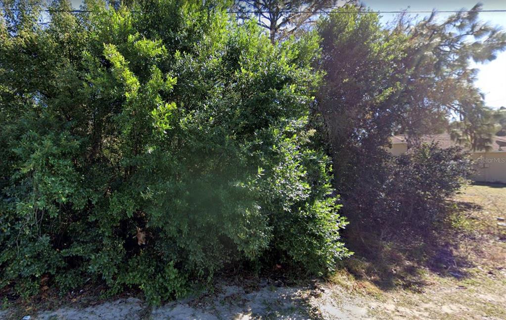 A dense cluster of green trees and shrubs grows on a sandy residential lot — 4436 AZORA ROAD, SPRING HILL, FL