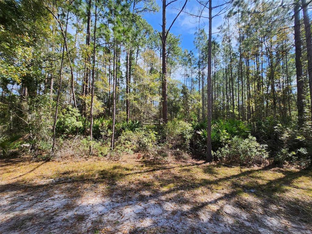 A view of a wooded lot with tall pine trees and dense underbrush — 112 MOSSWOOD STREET, GEORGETOWN, FL