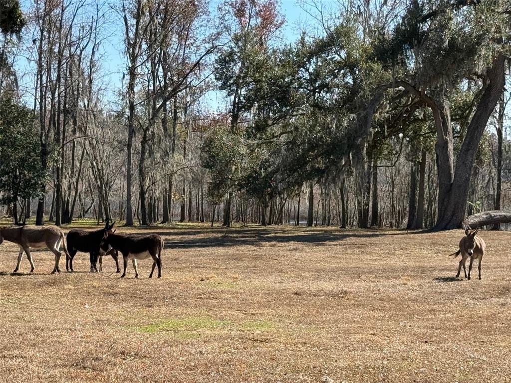 Four donkeys stand in a large, grassy field bordered by a forest of tall trees — 37214 HESTER ROAD, DADE CITY, FL