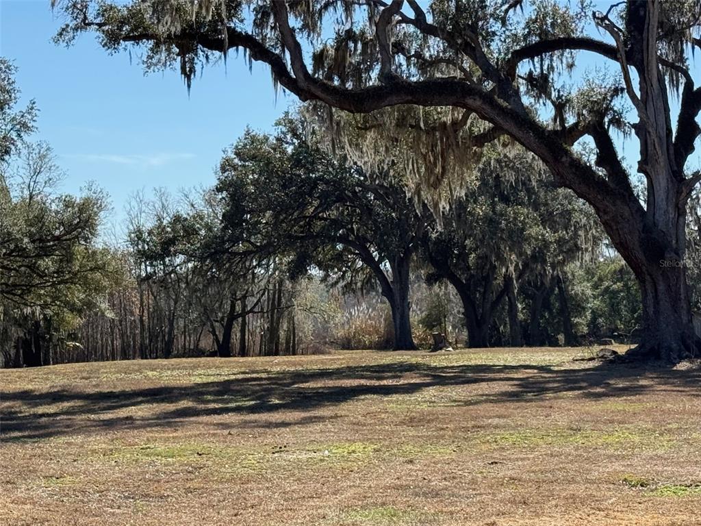 A grassy, open field is framed by large, moss-draped oak trees under a clear sky — 37214 HESTER ROAD, DADE CITY, FL