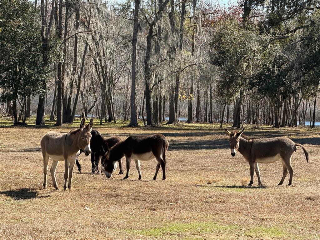 Four donkeys graze in a grassy field in front of a wooded area — 37214 HESTER ROAD, DADE CITY, FL