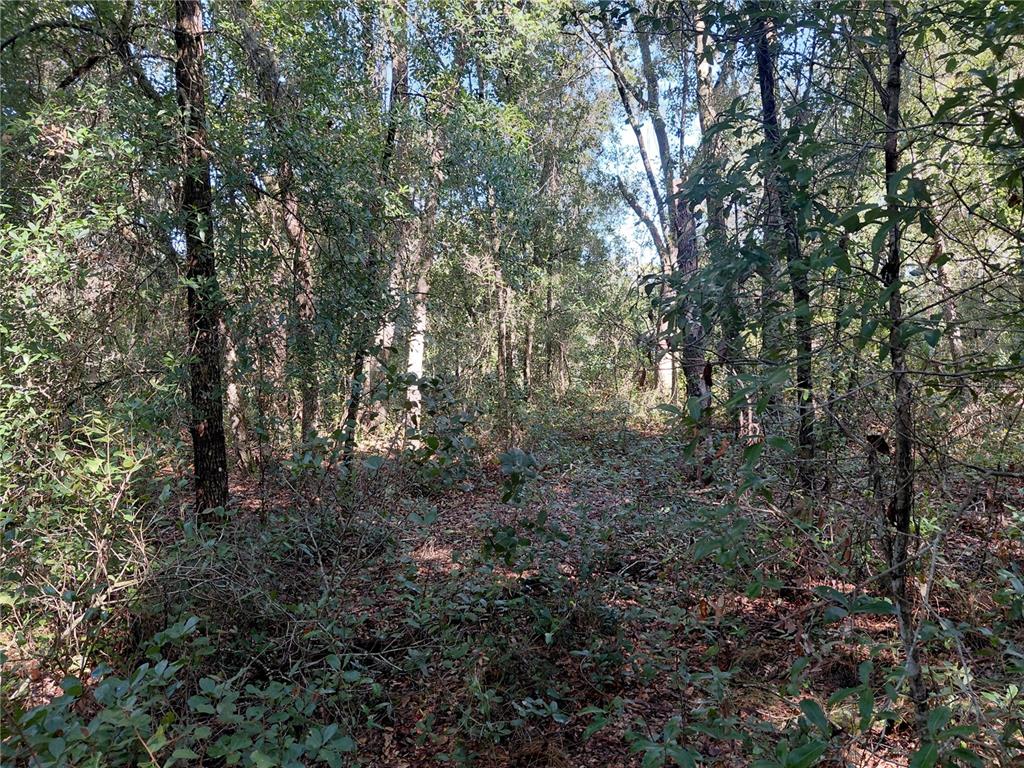BUTTERNUT DRIVE, WEBSTER, FL — photo 2 of 15