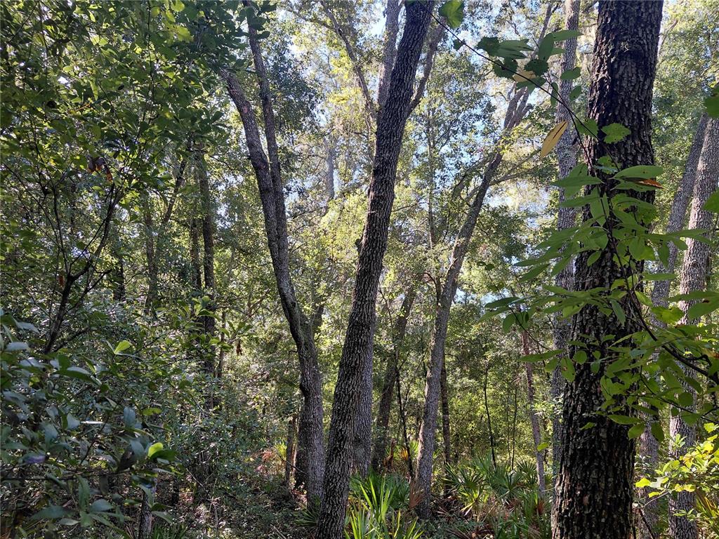 BUTTERNUT DRIVE, WEBSTER, FL — photo 3 of 15