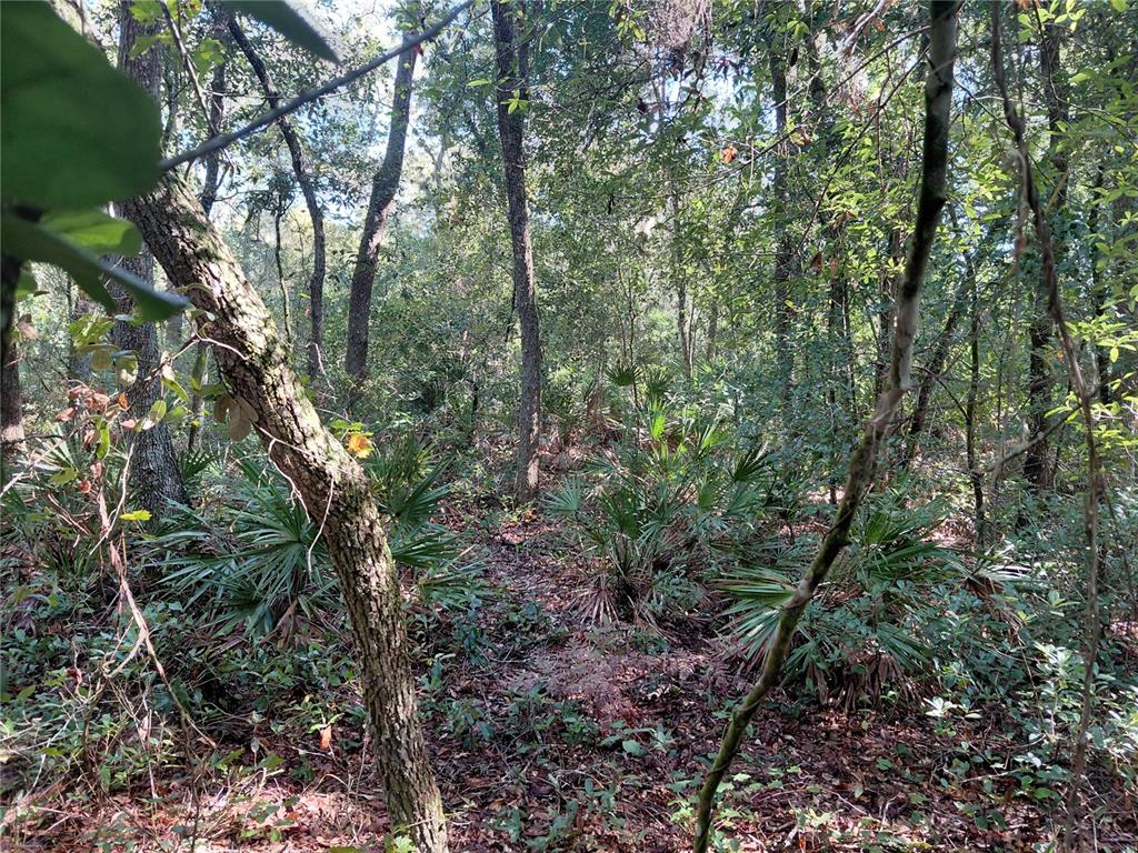 BUTTERNUT DRIVE, WEBSTER, FL — photo 5 of 15