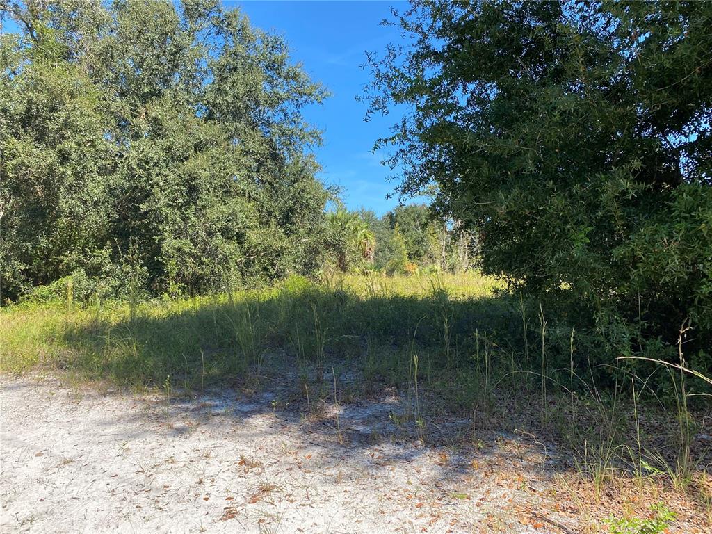 A sandy clearing leads to a dense, overgrown wooded area under a clear blue sky — xxxx NE 3RD CT, CITRA, FL