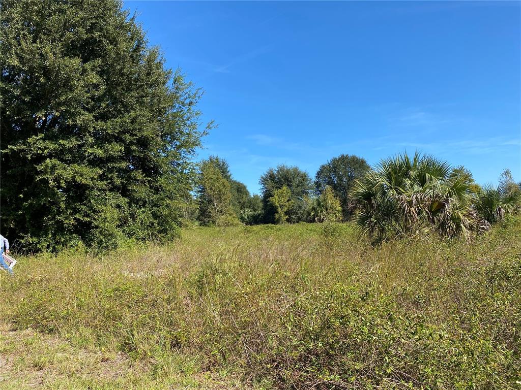 A grassy, overgrown field with scattered trees and shrubs under a clear blue sky — xxxx NE 3RD CT, CITRA, FL