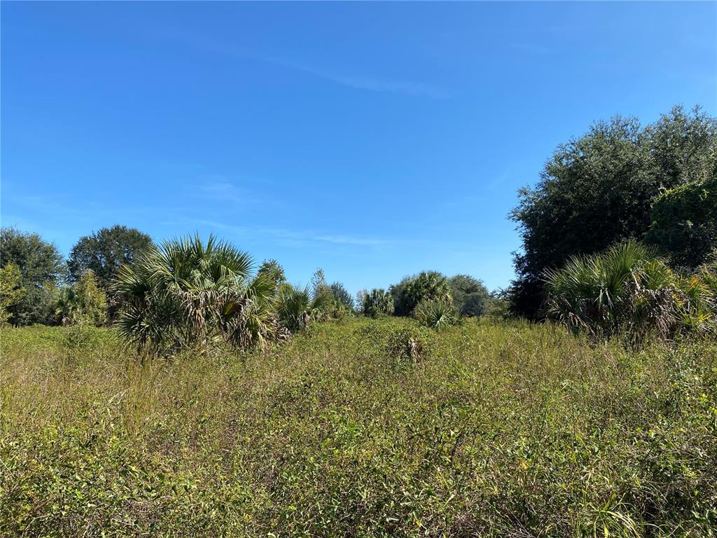 A view of a grassy, undeveloped lot with scattered palm trees and shrubs under blue sky — xxxx NE 3RD CT, CITRA, FL