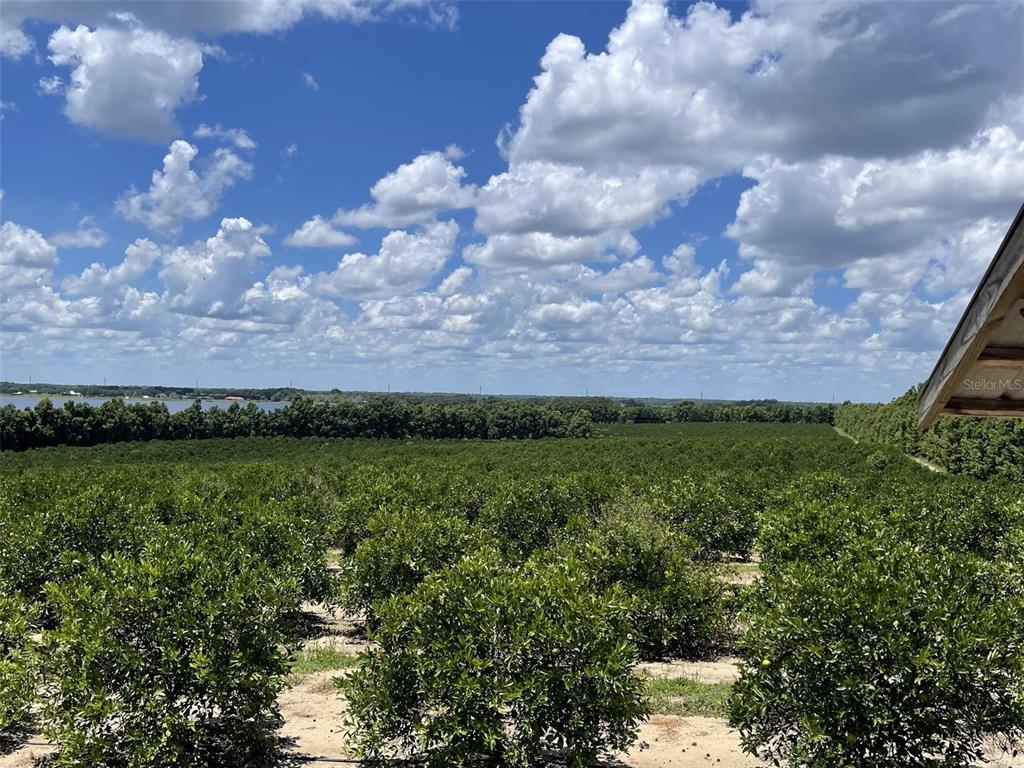 A view of an orange grove under a blue sky with scattered clouds — A T RACE ROAD, DUNDEE, FL