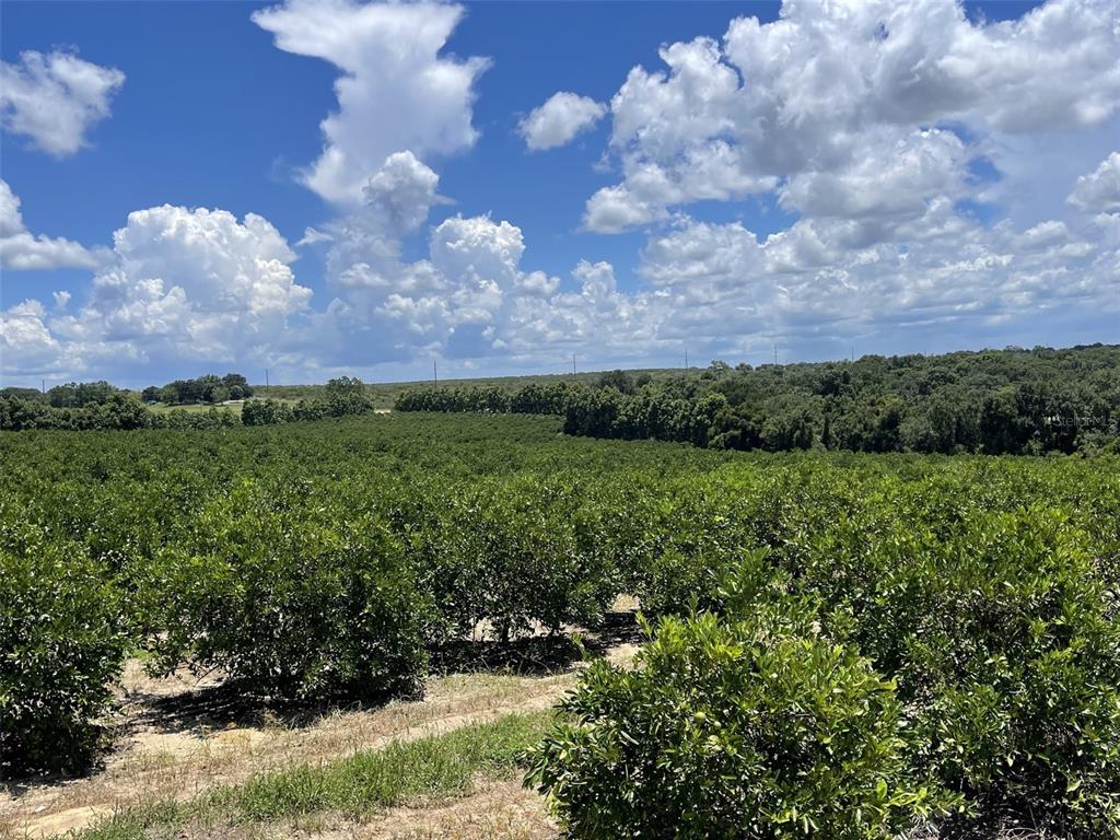 A wide view of a citrus grove under a bright blue sky with scattered clouds — A T RACE ROAD, DUNDEE, FL