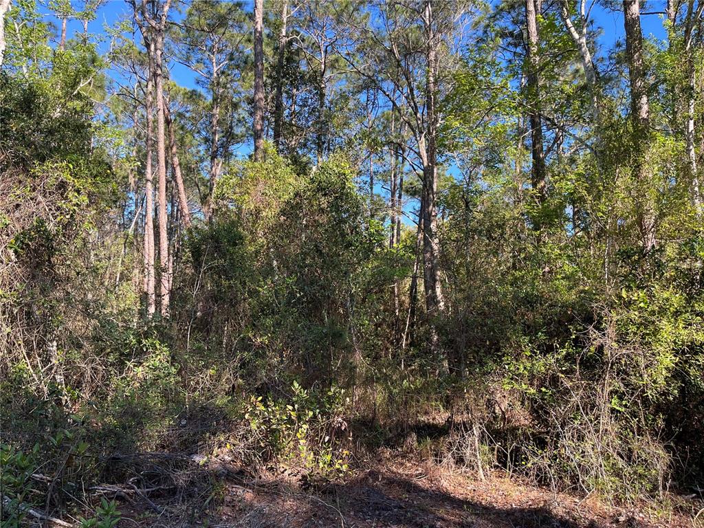 A dense forest area with tall pine trees and thick undergrowth under a blue sky — 208 SE 3RD STREET, GEORGETOWN, FL