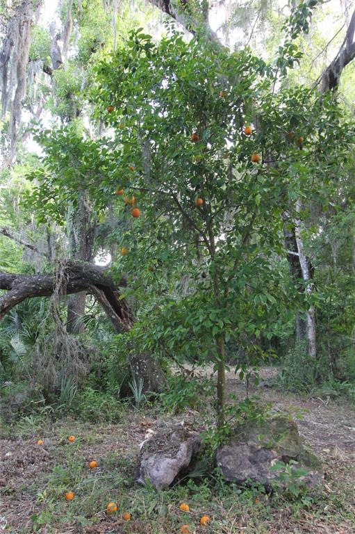 Aerial view of a house with a pool, detached garage, and fire pit on wooded land — TBD CR 526, SUMTERVILLE, FL