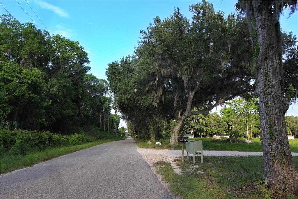 A paved road winds through a wooded area with large oak trees and a mailbox — TBD CR 526, SUMTERVILLE, FL