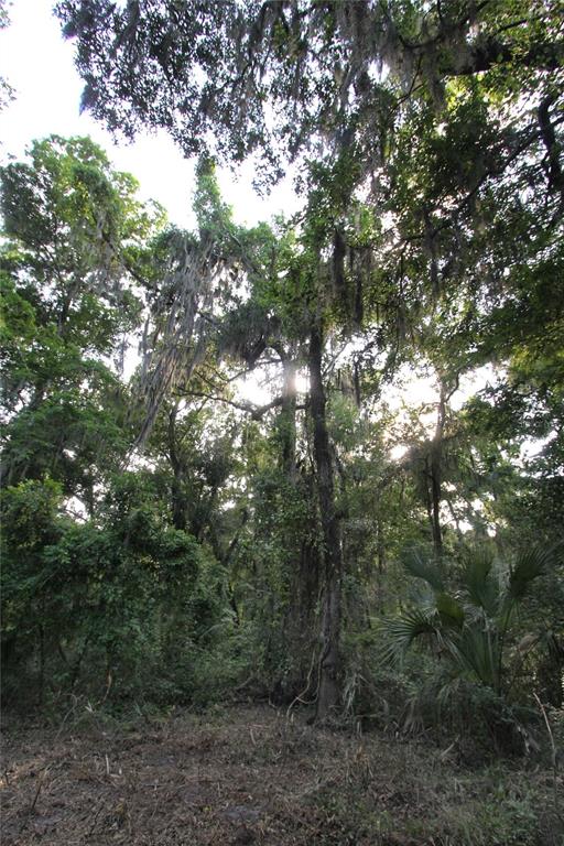 A paved road winds through a wooded area with large oak trees and a mailbox — TBD CR 526, SUMTERVILLE, FL