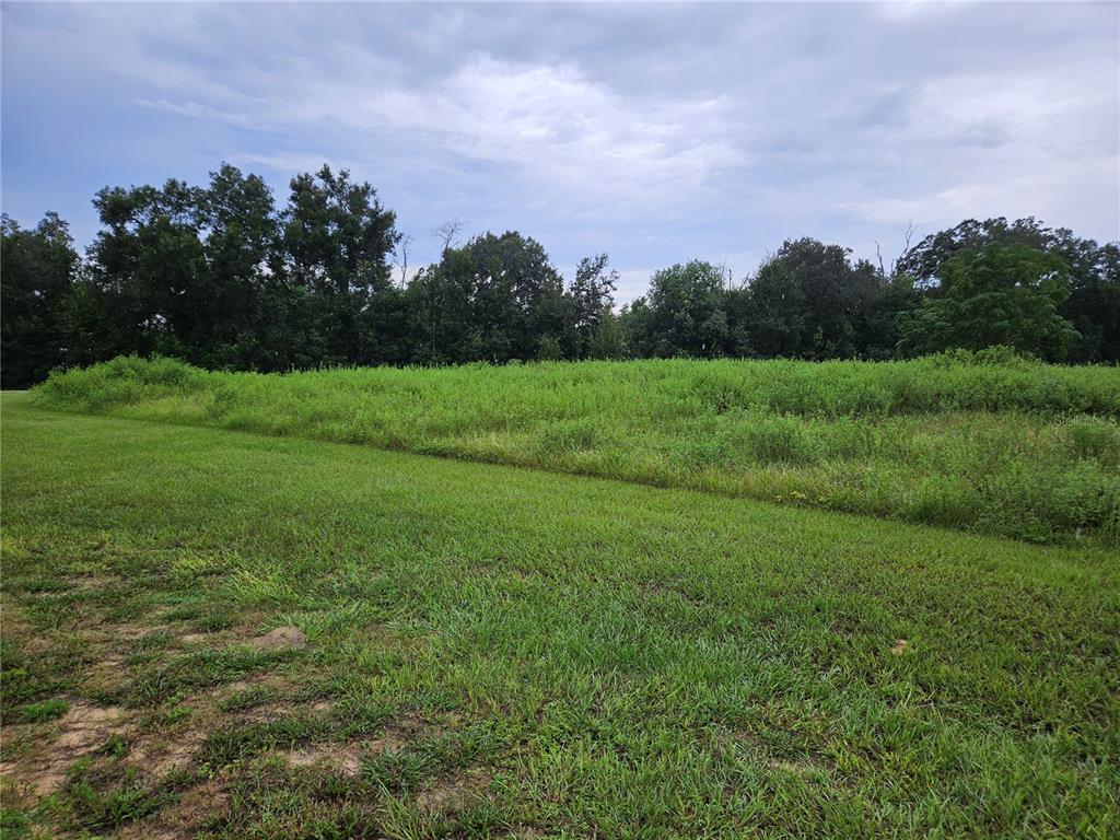 A grassy field transitions into a patch of tall weeds in front of a tree line — 8801 VALERIE COURT, ZEPHYRHILLS, FL