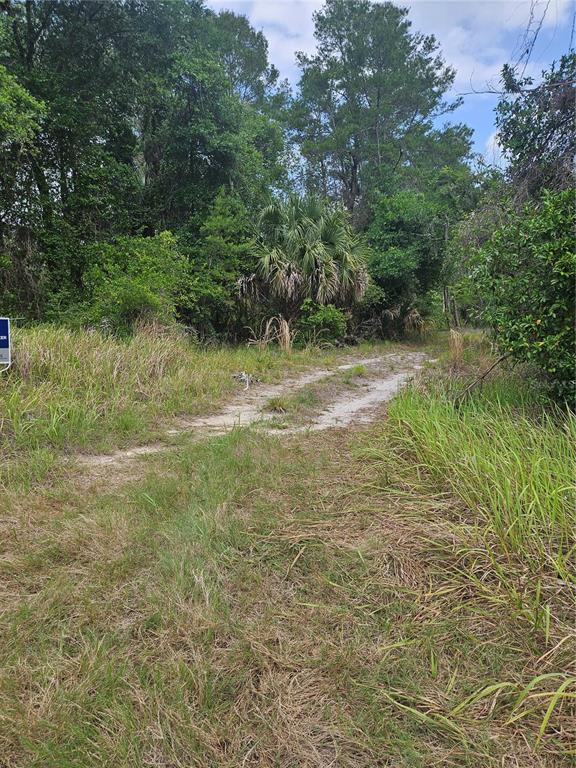 A dirt path leads into a wooded area with tall grass and a palm tree — 000 CULVER WAY, GENEVA, FL