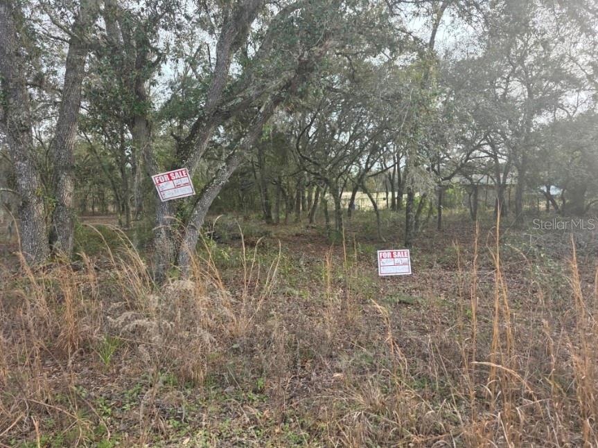 A wooded lot with two for sale signs attached to trees and tall dry grass — NE 62 PLACE, WILLISTON, FL